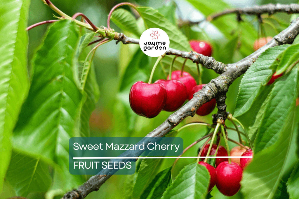 5 Sweet Mazzard Cherry Tree Seeds (Prunus avium) – Edible Hardy Fruit Tree, Fast-Growing