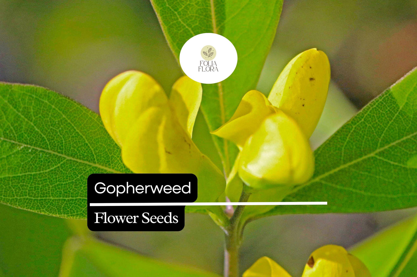Gopherweed Seeds (Baptisia lanceolata) | 25 Seeds | Hardy Native Perennial for Pollinators