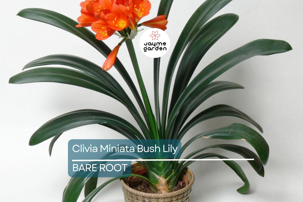 Clivia Miniata Bush Lily – Old Bare Root Plant – Orange Blooms – 15 Leaves – No Flower – Live Plant – Ready to Plant