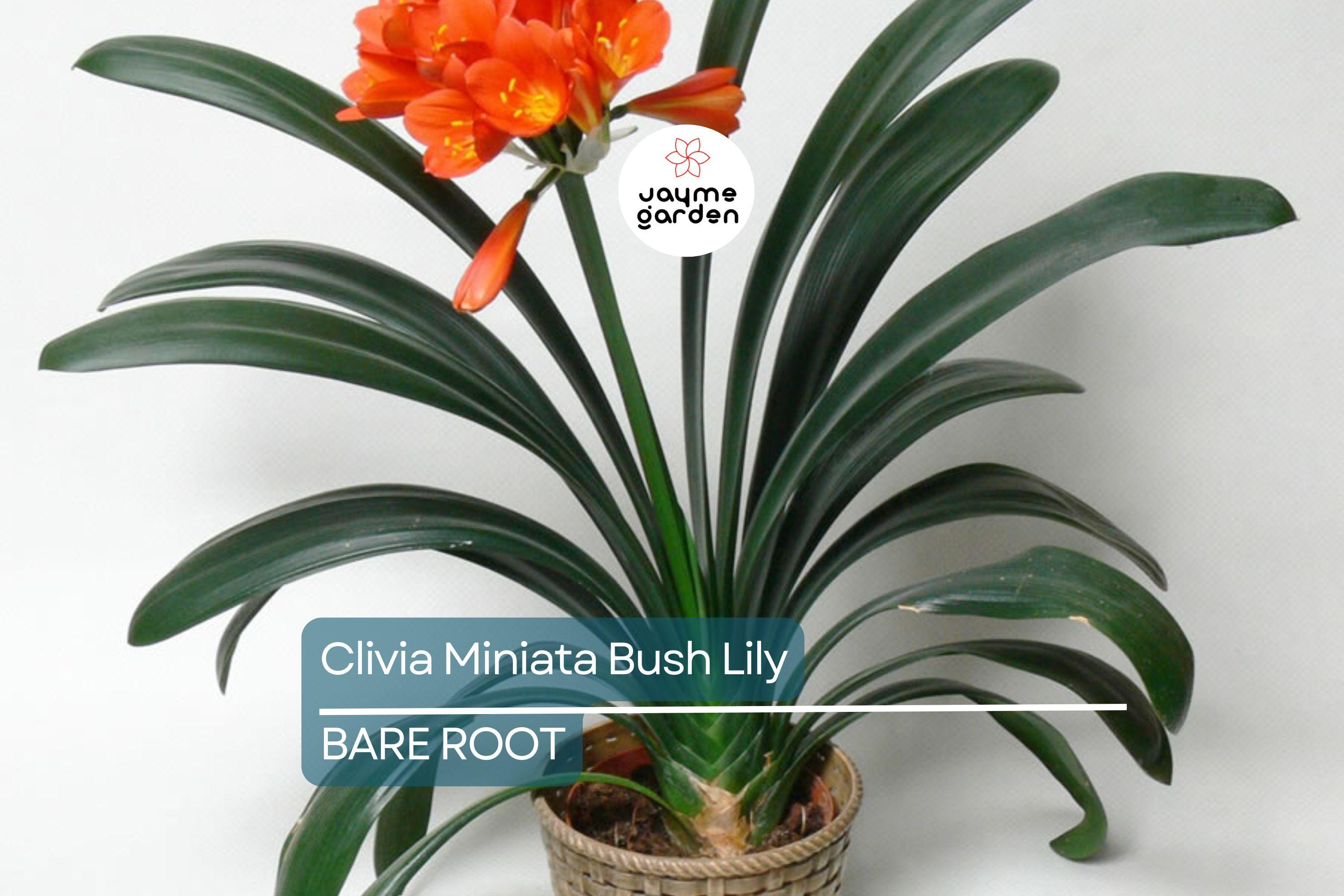 Clivia Miniata Bush Lily – Old Bare Root Plant – Orange Blooms – 15 Leaves – No Flower – Live Plant – Ready to Plant