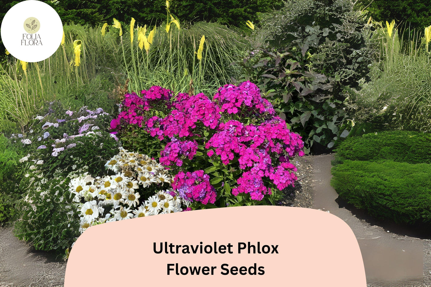 100+ Ultraviolet Phlox Seeds – Vibrant Purple Blooms for Summer Gardens & Pollinator Beds