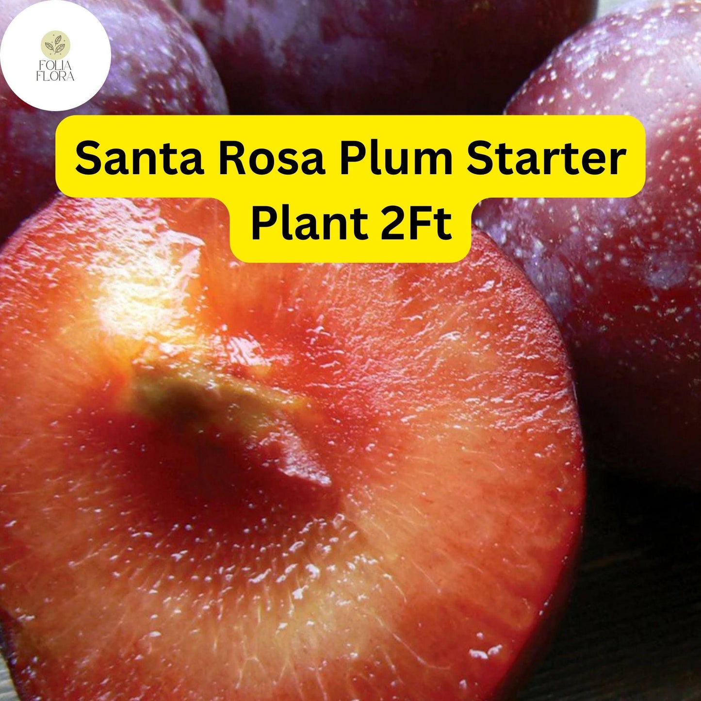 1 Santa Rosa Plum Tree (Prunus salicina) - 2ft Tall Live Fruit Tree Ready to Plant