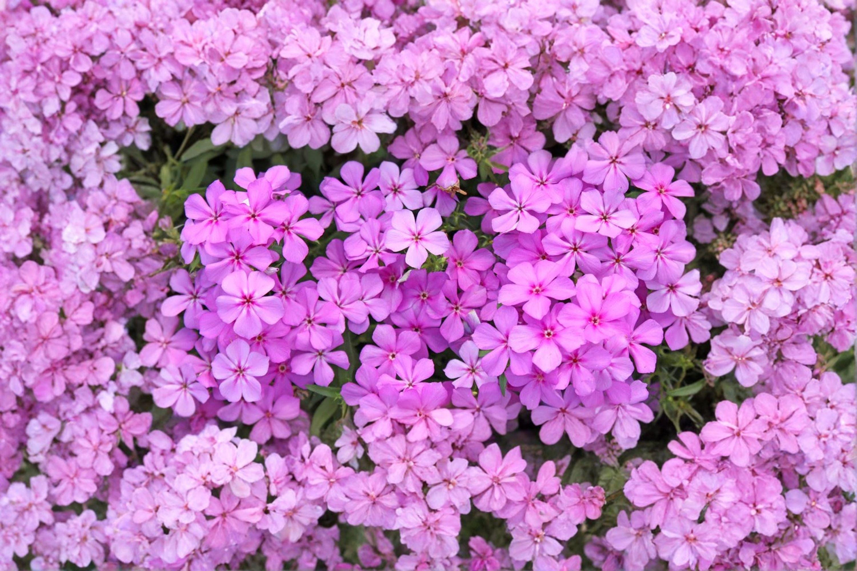 Annual Phlox – Phlox drummondii, Mixed Bright Blooms, Easy Garden (100 Seeds)