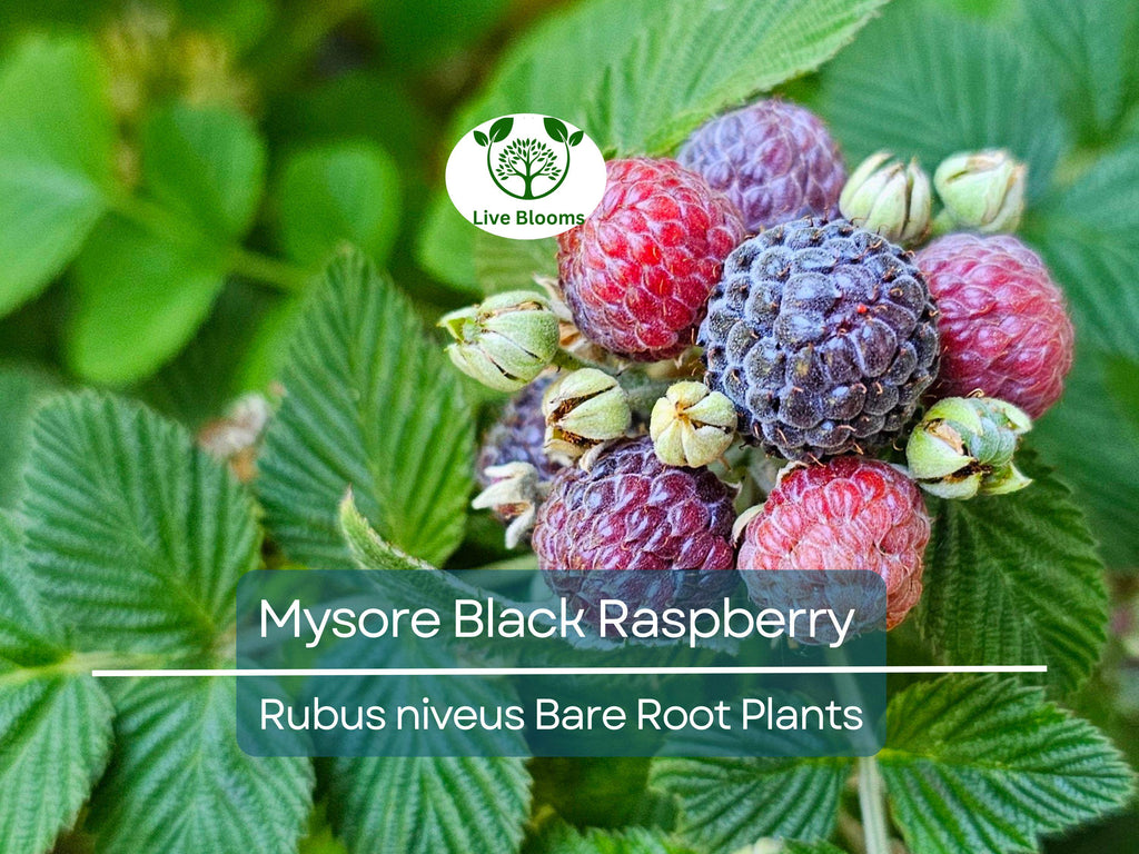 1 Mysore Black Raspberry Plant - Rubus Niveus - Bare Root Starter Fruit Plant for Garden and Orchard