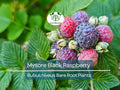 1 Mysore Black Raspberry Plant - Rubus Niveus - Bare Root Starter Fruit Plant for Garden and Orchard