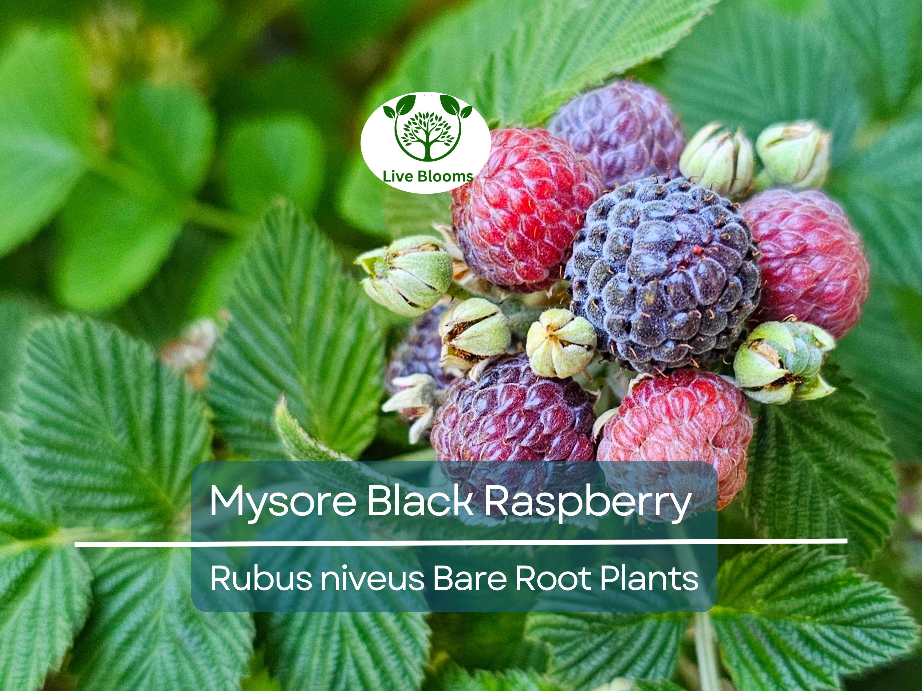 1 Mysore Black Raspberry Plant - Rubus Niveus - Bare Root Starter Fruit Plant for Garden and Orchard