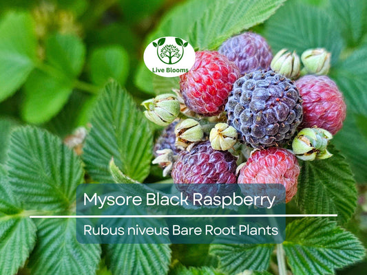 1 Mysore Black Raspberry Plant - Rubus Niveus - Bare Root Starter Fruit Plant for Garden and Orchard