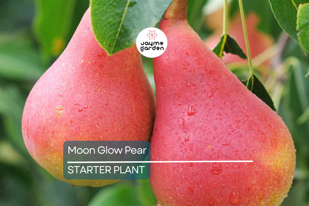 Moon Glow Pear Tree 2ft Tall | Live Fruit Tree, Ready to Plant | Bare Root