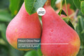 Moon Glow Pear Tree 2ft Tall | Live Fruit Tree, Ready to Plant | Bare Root