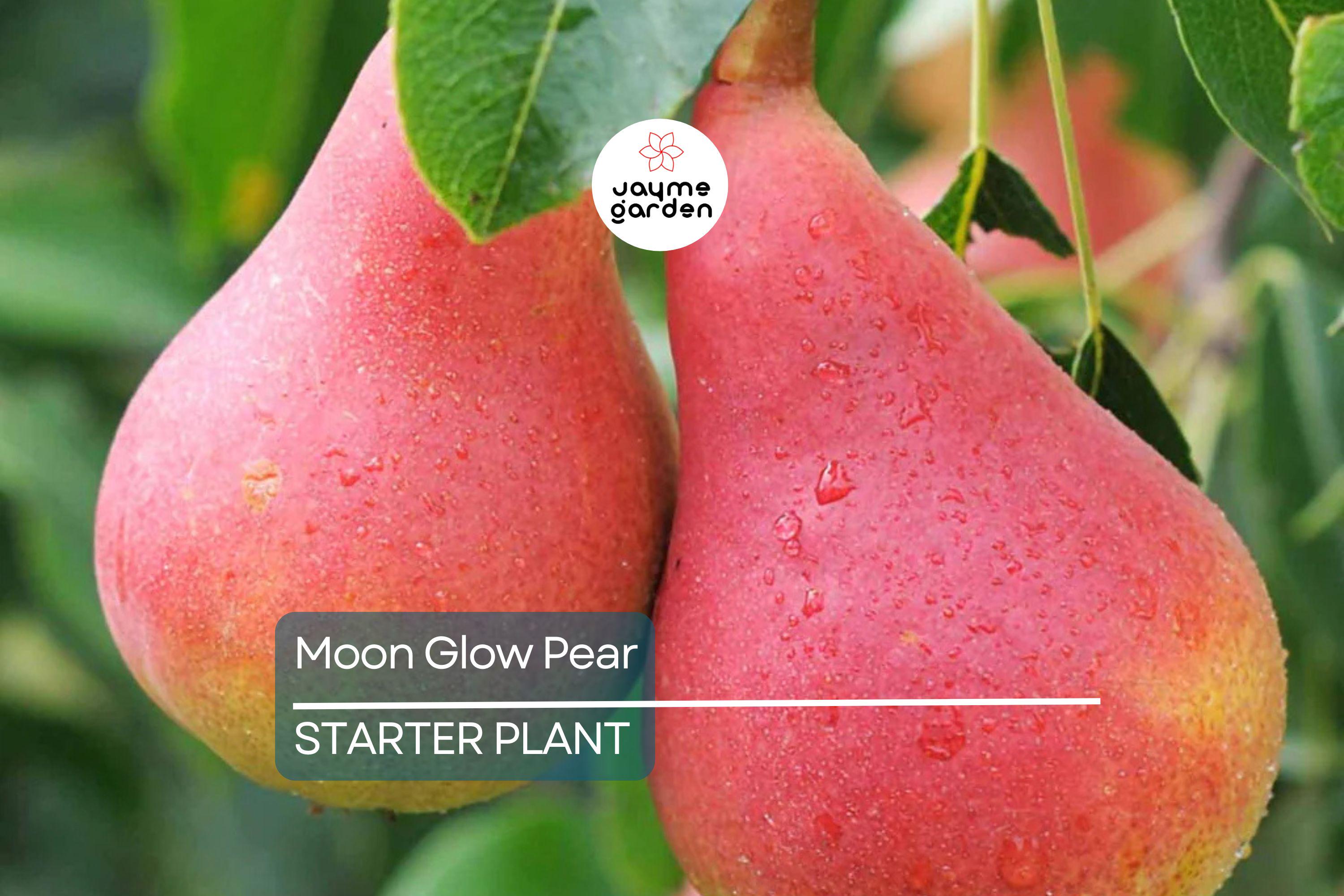 Moon Glow Pear Tree 2ft Tall | Live Fruit Tree, Ready to Plant | Bare Root