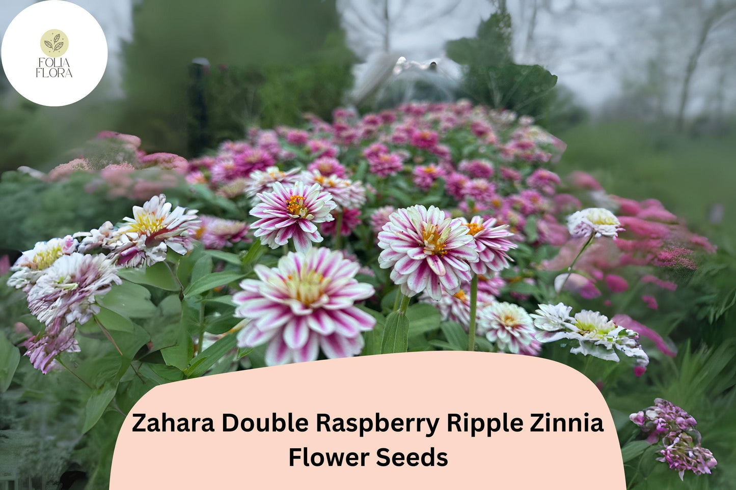 100+ Zahara Double Raspberry Ripple Zinnia Seeds – Pink & White Bi-Color Blooms for Garden Planting and Containers
