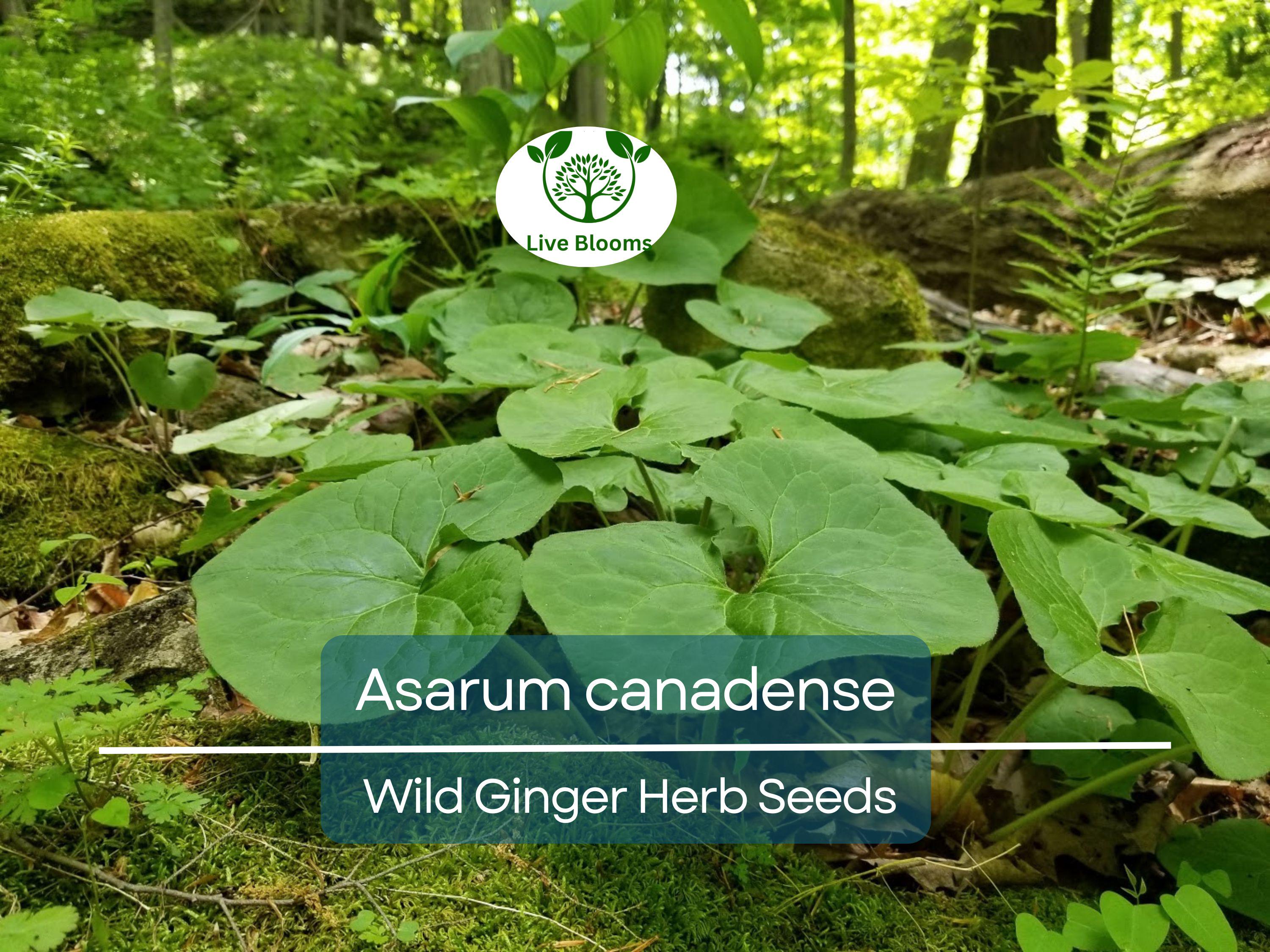 100 mg Seeds Wild Ginger (Asarum canadense) for Planting | Native Ground Cover Herb for Shady Gardens and Landscaping