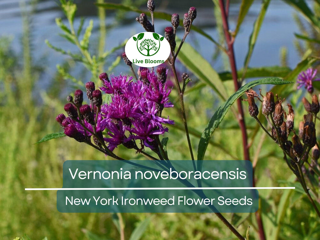 500 mg Seeds Vernonia noveboracensis (New York Ironweed) for Planting | Native Perennial Wildflower for Pollinator Gardens