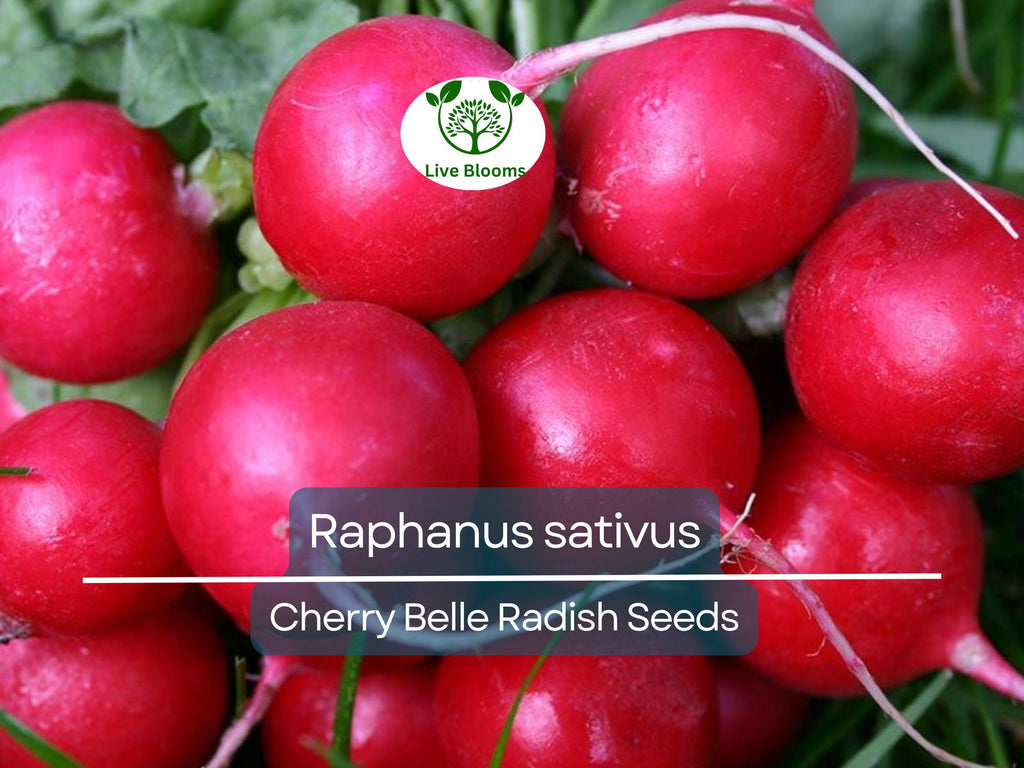 80 Seeds Radish Cherry Belle – Raphanus sativus | Fast-Growing Heirloom Radish Seeds for Planting, Gardening & Crisp Red Harvests