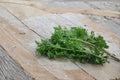 Pepper Cress – Lepidium sativum Seeds | 75 Seeds | Fast-Growing Microgreen Herb | Edible Garden Favorite