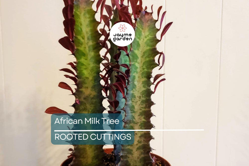 African Milk Tree (Euphorbia trigona) 4–8" Rooted Cutting | Low-Maintenance Succulent | Indoor/Outdoor Plant | Striking Red Color