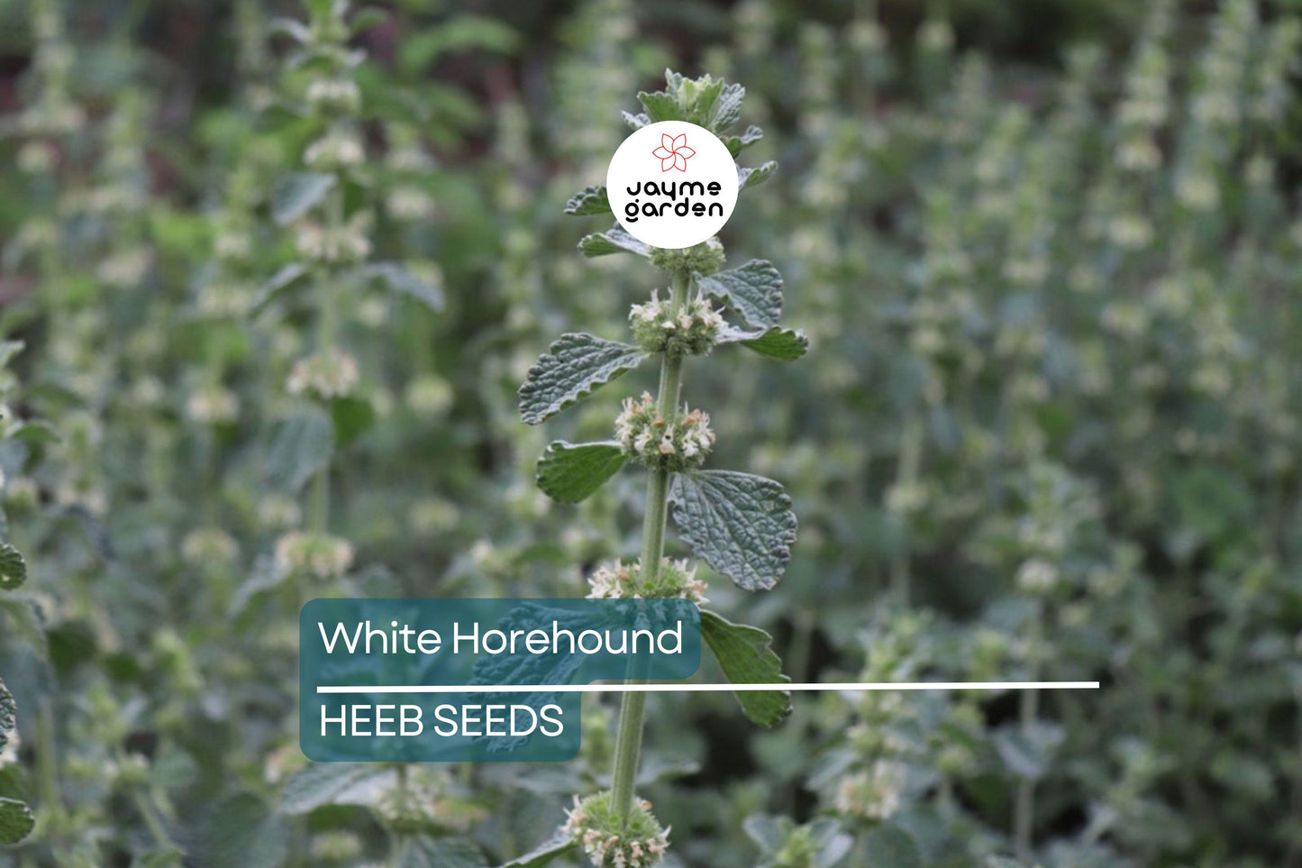 500 White Horehound Herb Seeds (Marrubium vulgare), Bitter Flavor, 10-18" Tall, Free Shipping