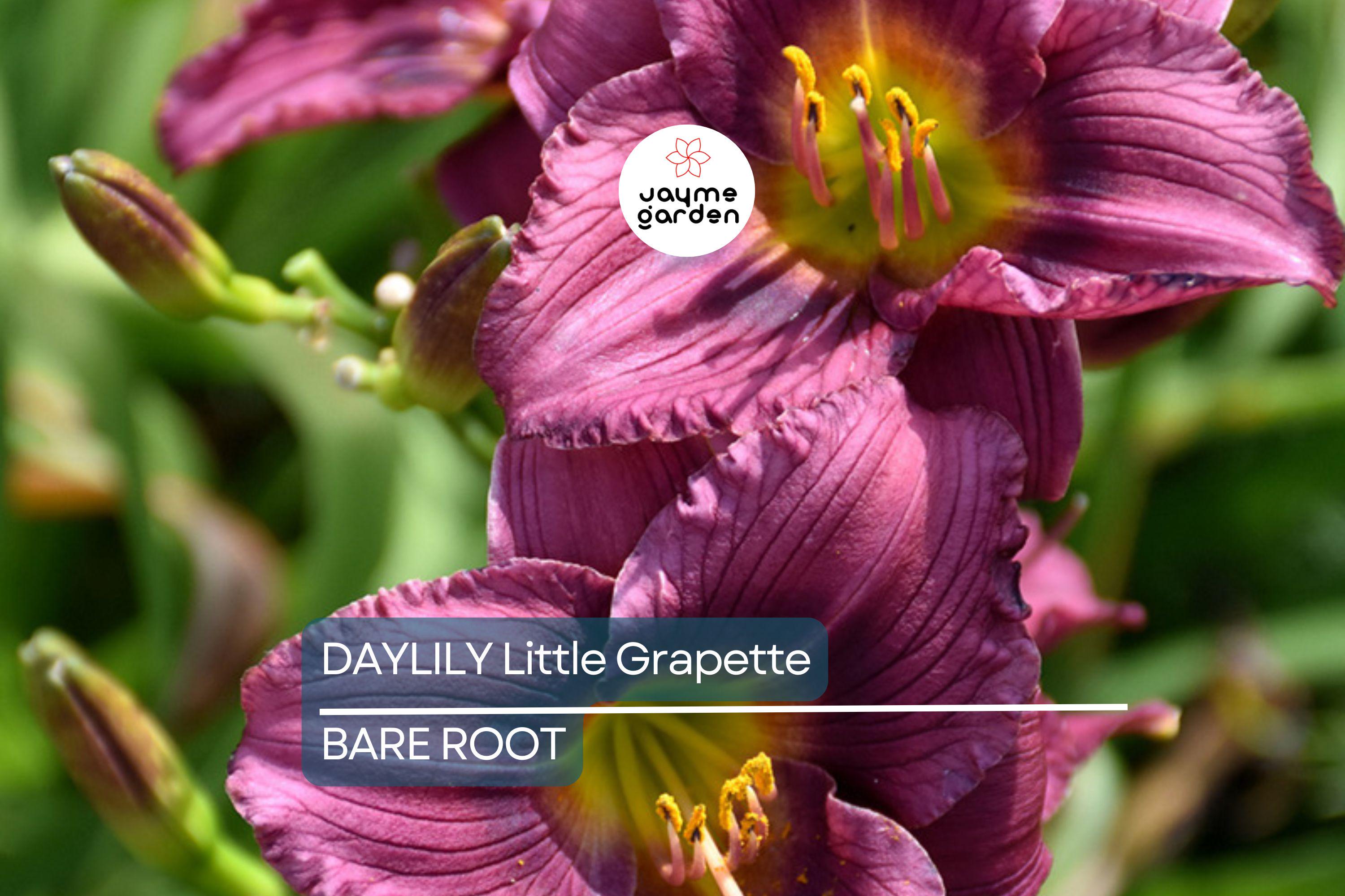 Little Grapette Daylily | Live Bare Root Plant | Compact & Hardy | Perennial Flower | Purple Blooms | Easy to Grow | USDA Zones 3-9