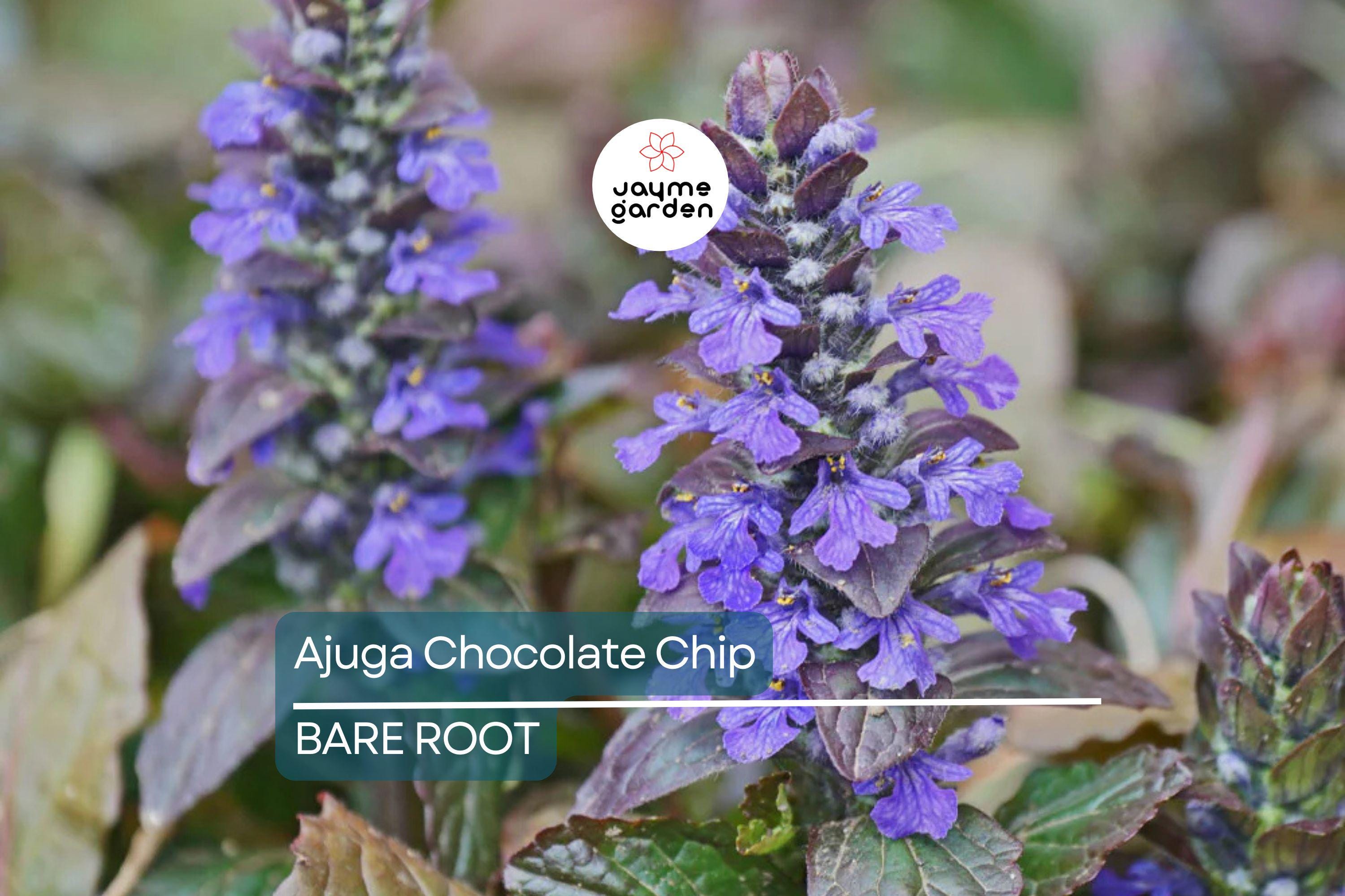 3 Live Ajuga Chocolate Chip Bugleweed Plants – Bare Root Perennial Ground Cover