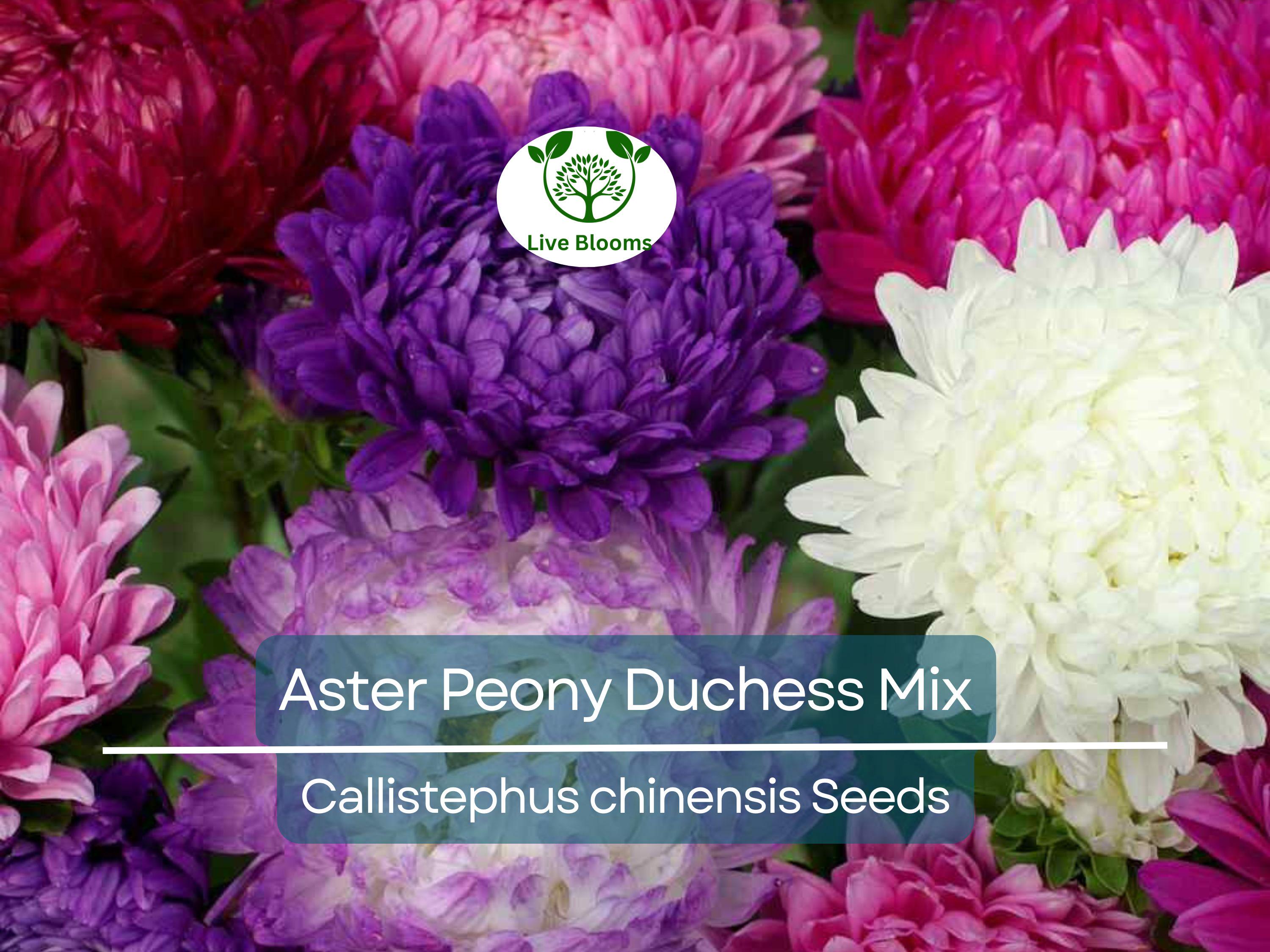 200 Seeds Aster Peony Duchess, Mixed Colors, Non-GMO, Aster x hybrida, Vibrant Garden Blooms, Easy to Grow