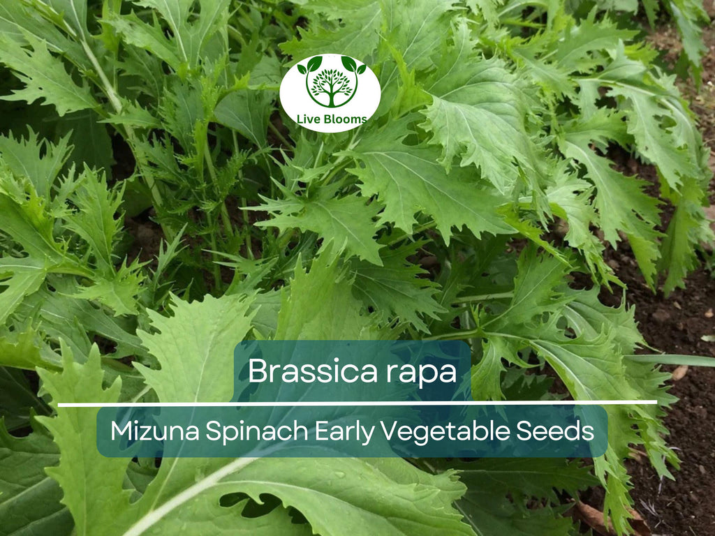 500 mg Seeds Mizuna Spinach Early – Brassica rapa | Heirloom Vegetable for Planting, Fast-Growing Greens, Fresh Harvest