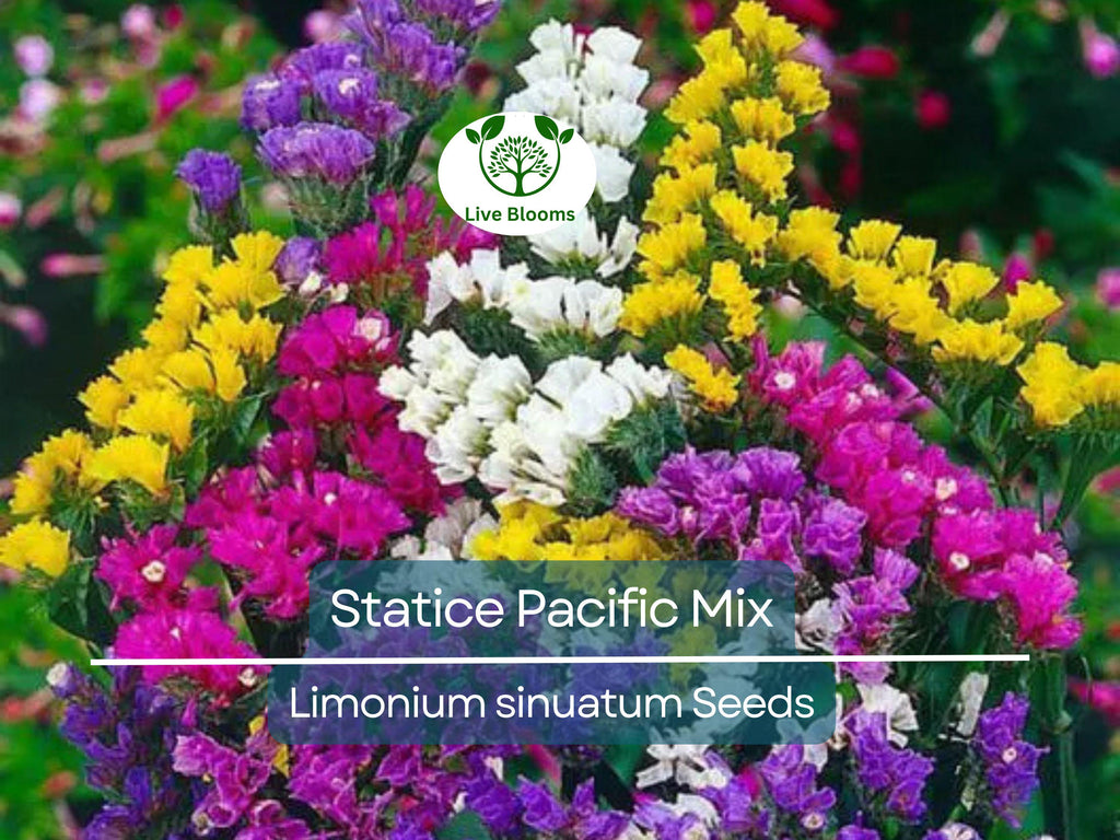 100 Seeds Statice Pacific Mix, Non-GMO, Traditional Cut Flowers, Dried Arrangements, Long-Lasting, Beautiful Blooms, Easy to Grow