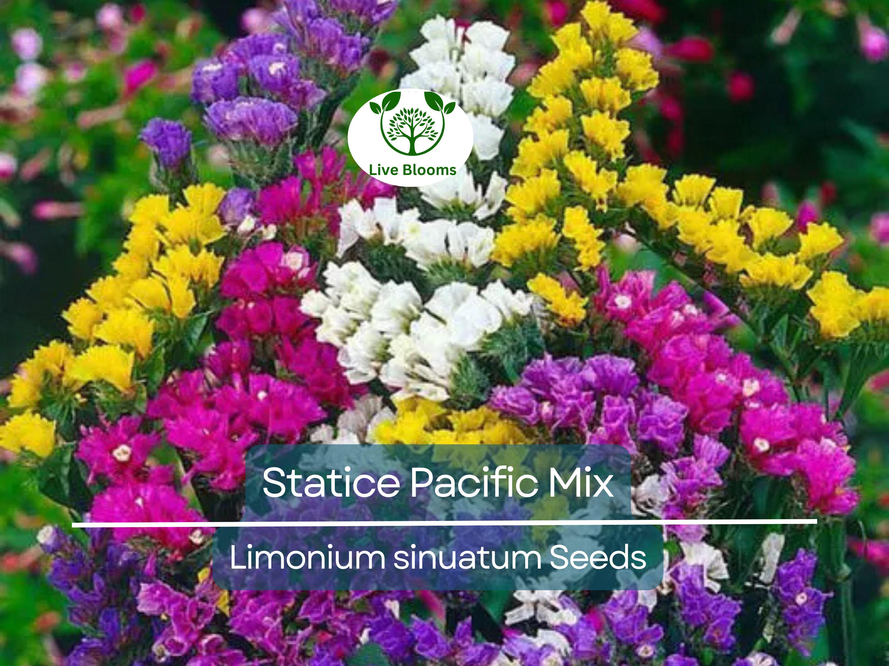 100 Seeds Statice Pacific Mix, Non-GMO, Traditional Cut Flowers, Dried Arrangements, Long-Lasting, Beautiful Blooms, Easy to Grow