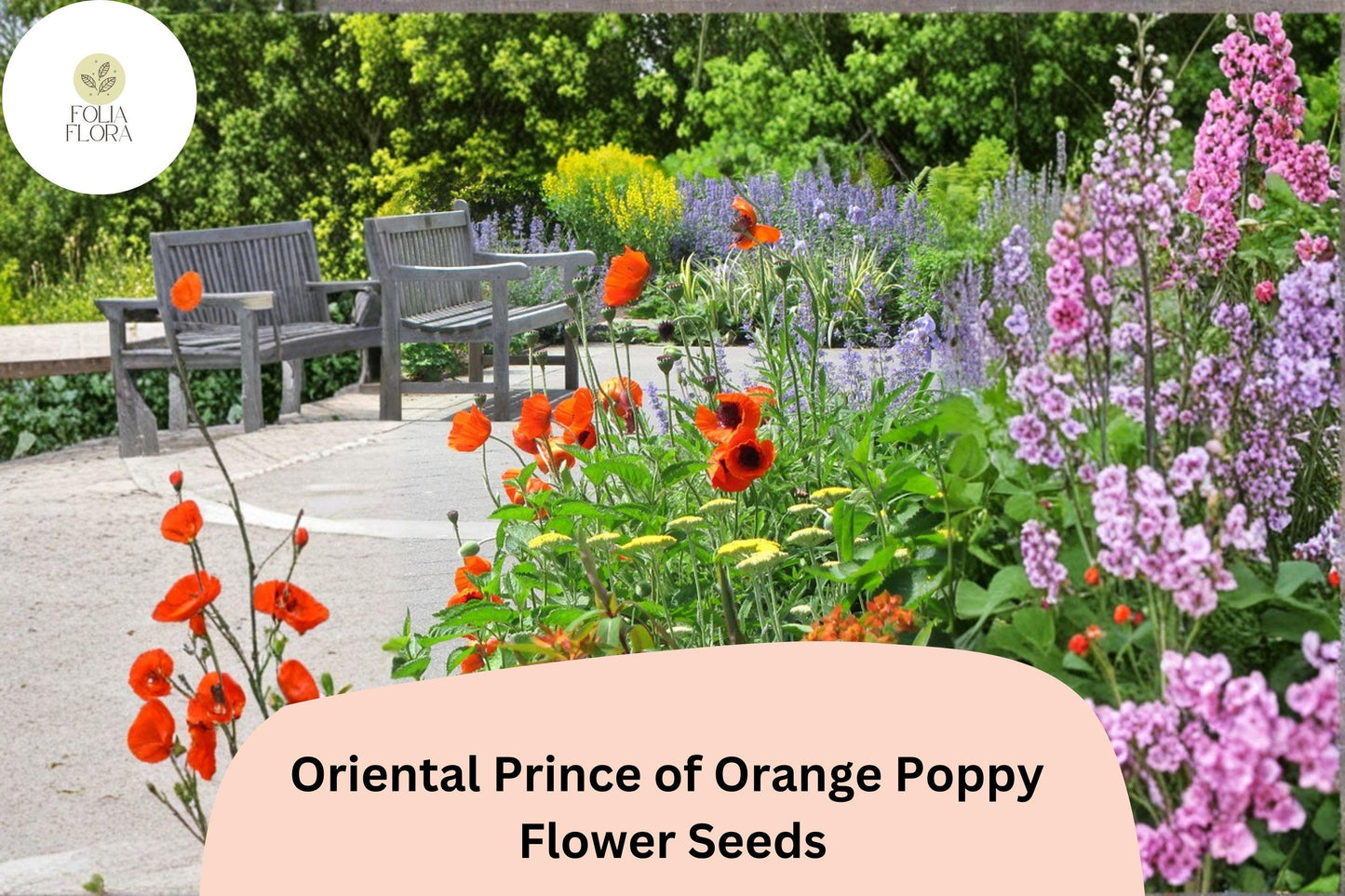200+ Oriental Prince of Orange Poppy Seeds for Garden – Vibrant Orange Blooms, Easy to Grow Perennial Flowers