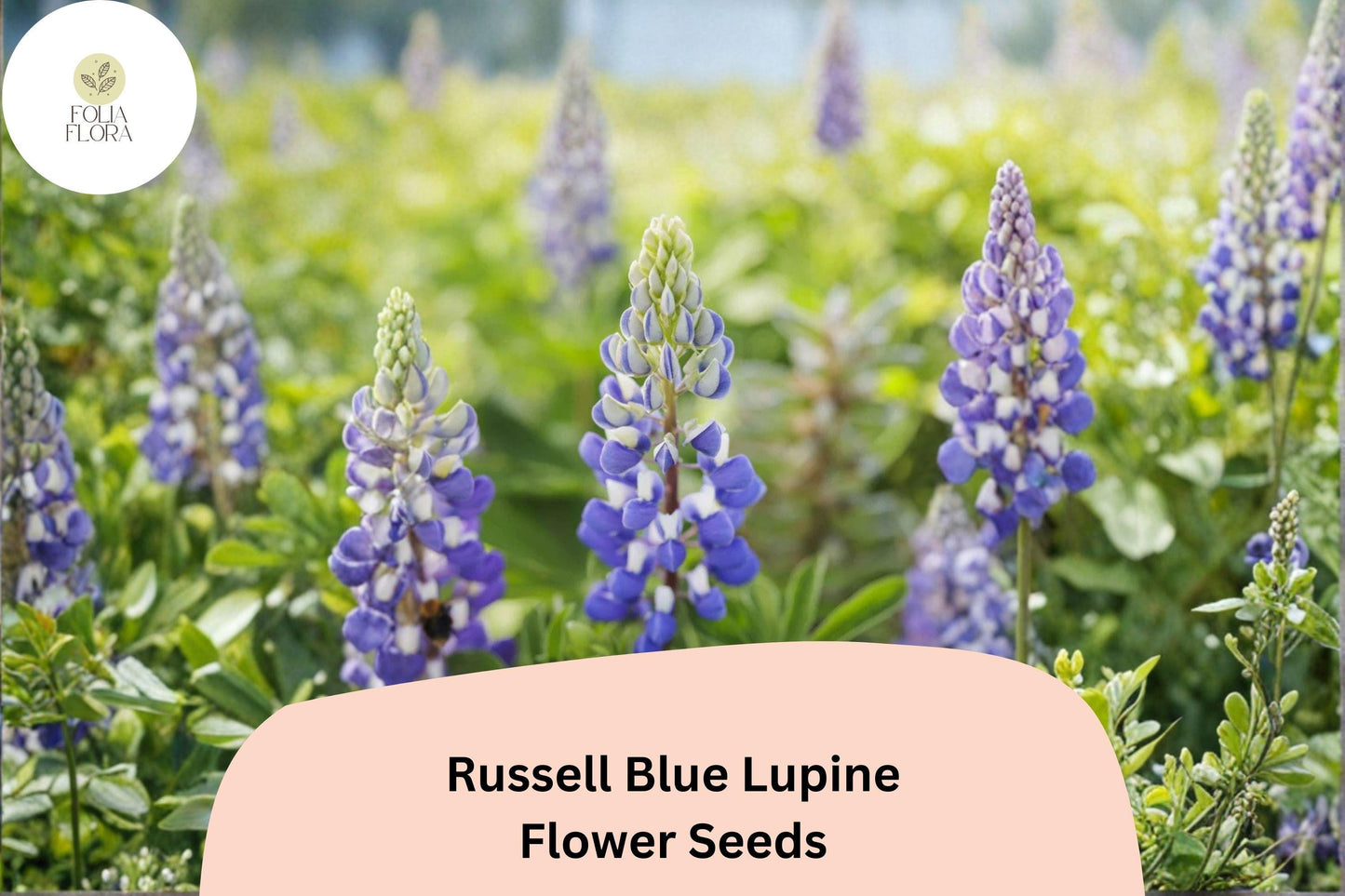 25+ Russell Blue Lupine Seeds | Blue Lupinus Russel Hybrids | Tall Spiked Blooms for Garden Planting