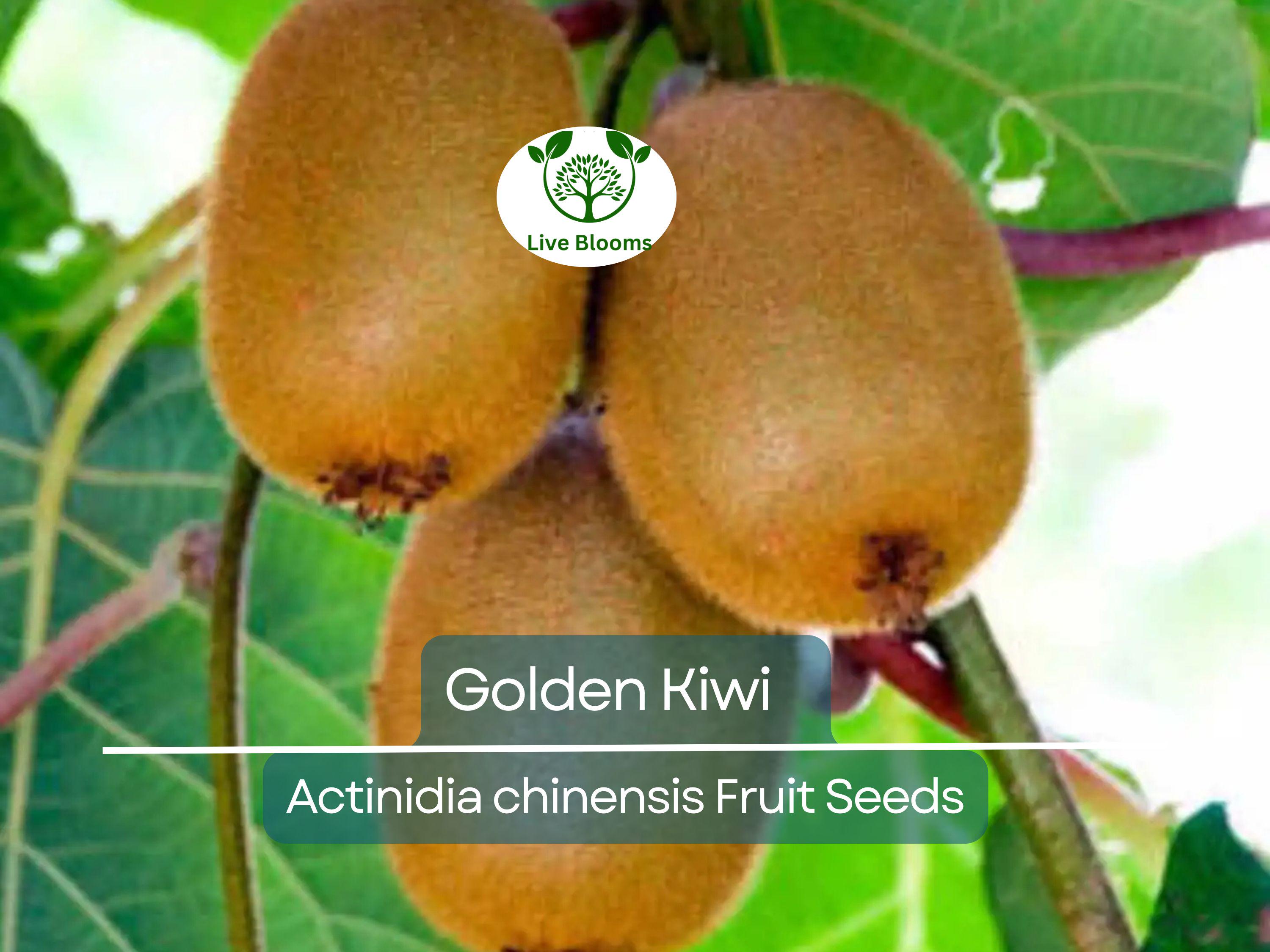 50 Golden Kiwi Seeds (Actinidia chinensis), Fast Growing Edible Fruit Vine, Sweet Kiwifruit, Garden Starter, Backyard Vine, High Yield