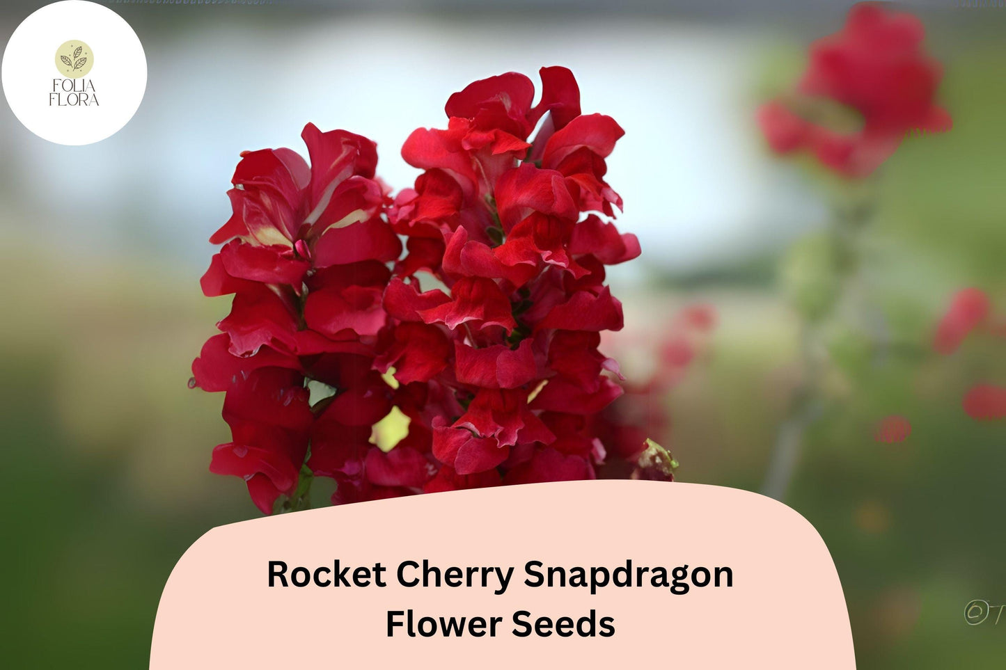 Antirrhinum majus Rocket Cherry Snapdragon Seeds – 1000+ Vibrant Cherry-Red Blooms for Garden & Cut Flowers