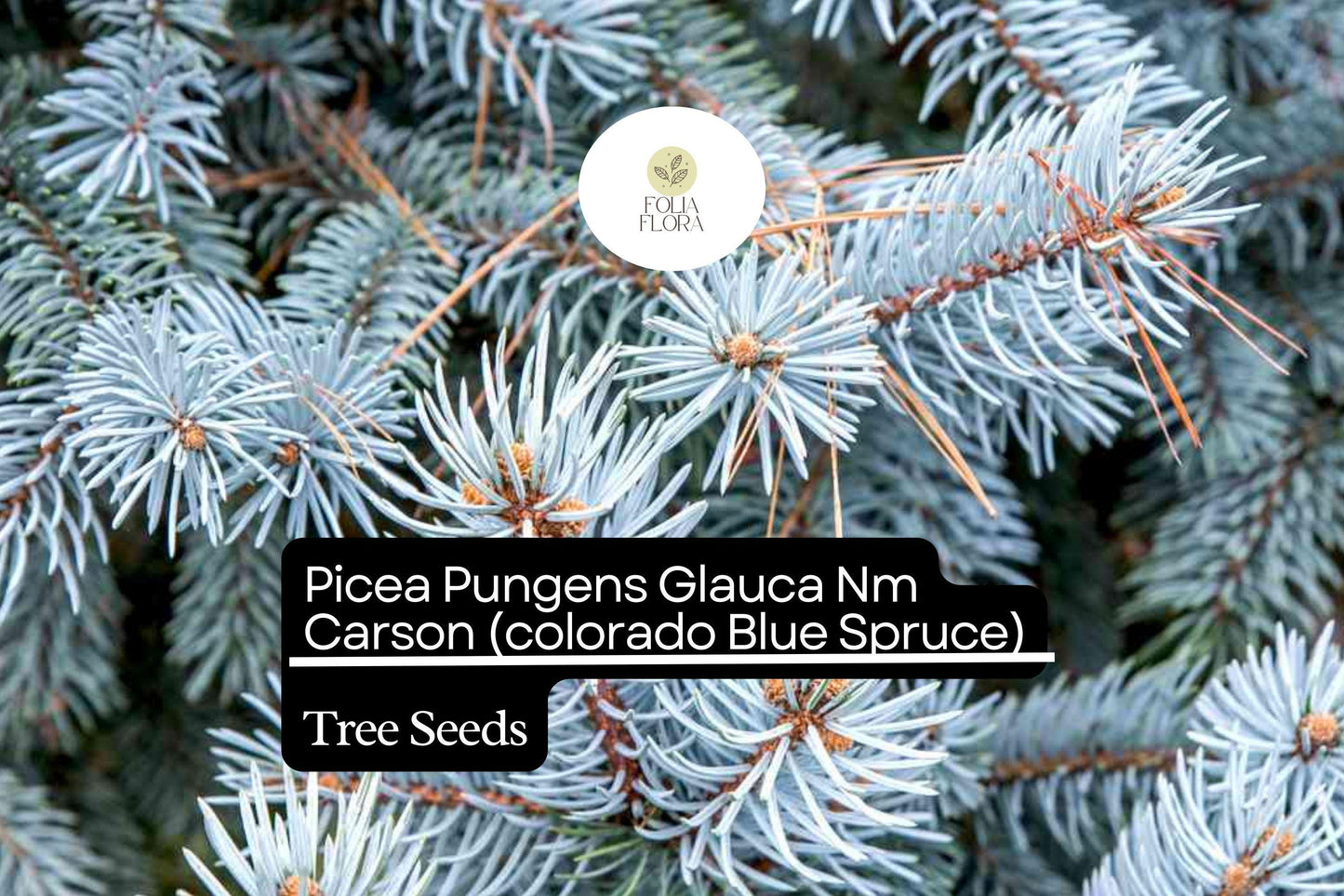 250mg Picea Pungens Glauca NM Carson Seeds, Colorado Blue Spruce, Hardy Evergreen Tree for Landscaping