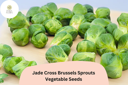 500+ Jade Cross Brussels Sprouts Seeds – Compact, High-Yield & Cold-Hardy Variety