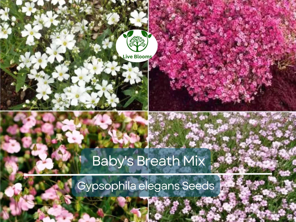 1000 Seeds Baby's Breath MIXED COLORS, Non-GMO Heirloom, Hummingbird Pollinators, Delicate White & Pink Blooms, Perfect for Gardens