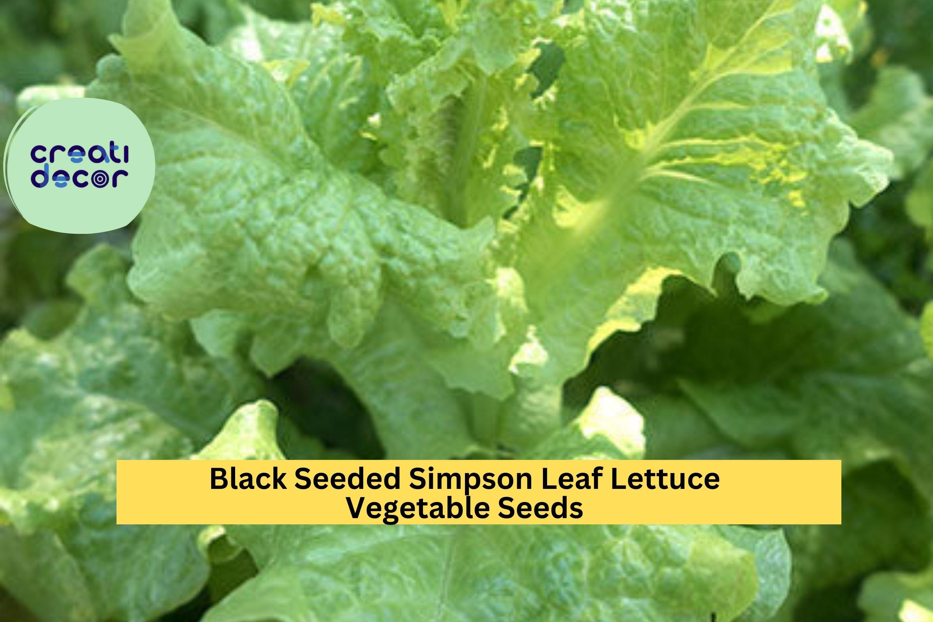 3pcs of 1g Black Seeded Simpson Lettuce Seeds – Fast-Growing Leaf Lettuce for Planting in Gardens or Containers Seeds for Planting