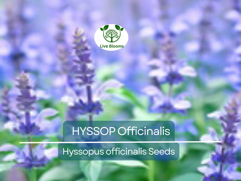 200 Seeds HYSSOP officinalis Perennial Hummingbird Plant Non-GMO, Aromatic Herb, Attracts Pollinators, Drought-Tolerant Garden Plant
