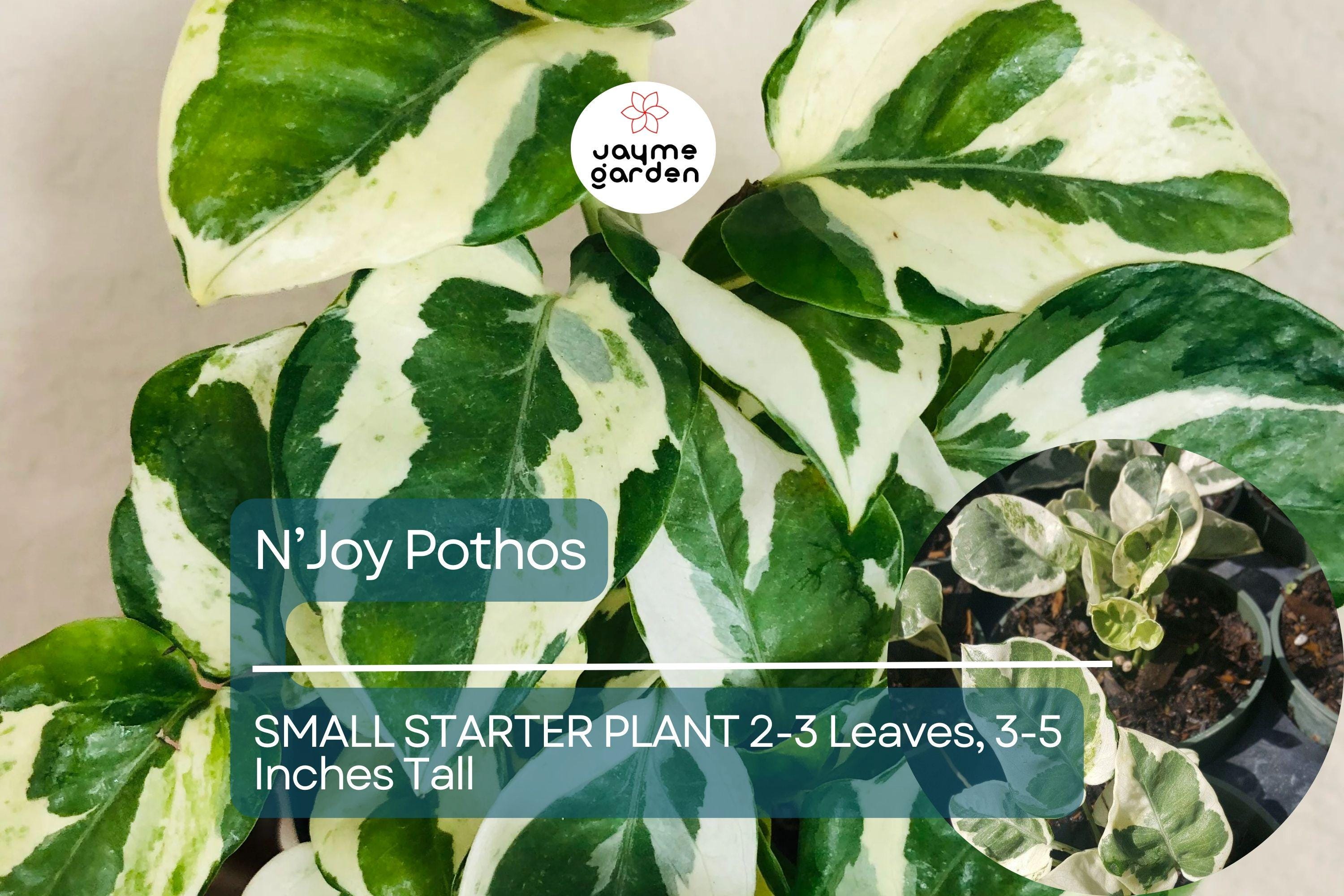 1 N’Joy Pothos Starter Plant Well-Rooted, 2-3 Leaves, 3-5 Inches Tall - Variegated Indoor Vine for Home & Office Decor