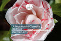 LA Peppermint Camellia Japonica | Rare Starter Plant (4L) | Fragrant Double Blooms | Evergreen Shrub for Shade Gardens | Zones 7a-9b