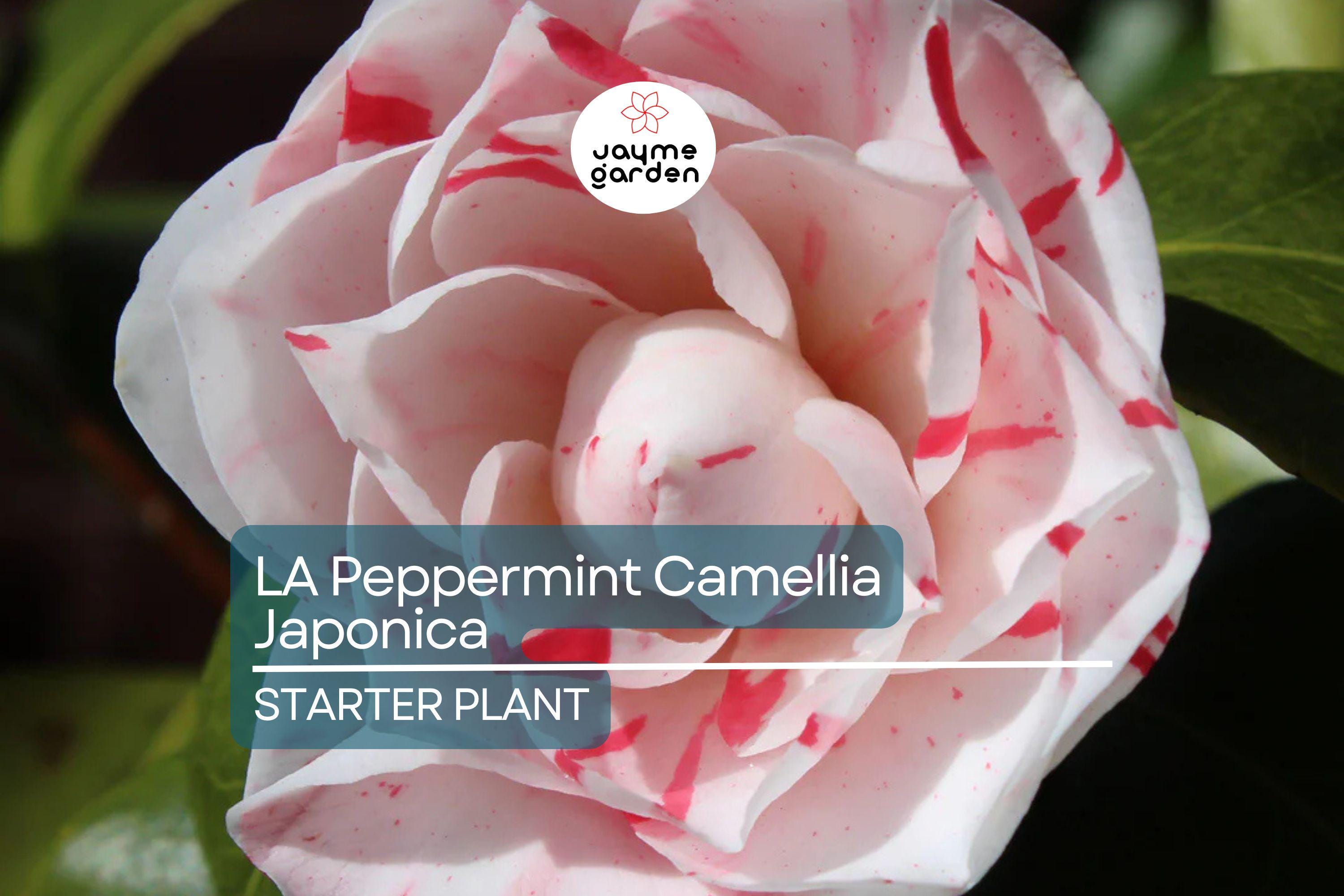 LA Peppermint Camellia Japonica | Rare Starter Plant (4L) | Fragrant Double Blooms | Evergreen Shrub for Shade Gardens | Zones 7a-9b
