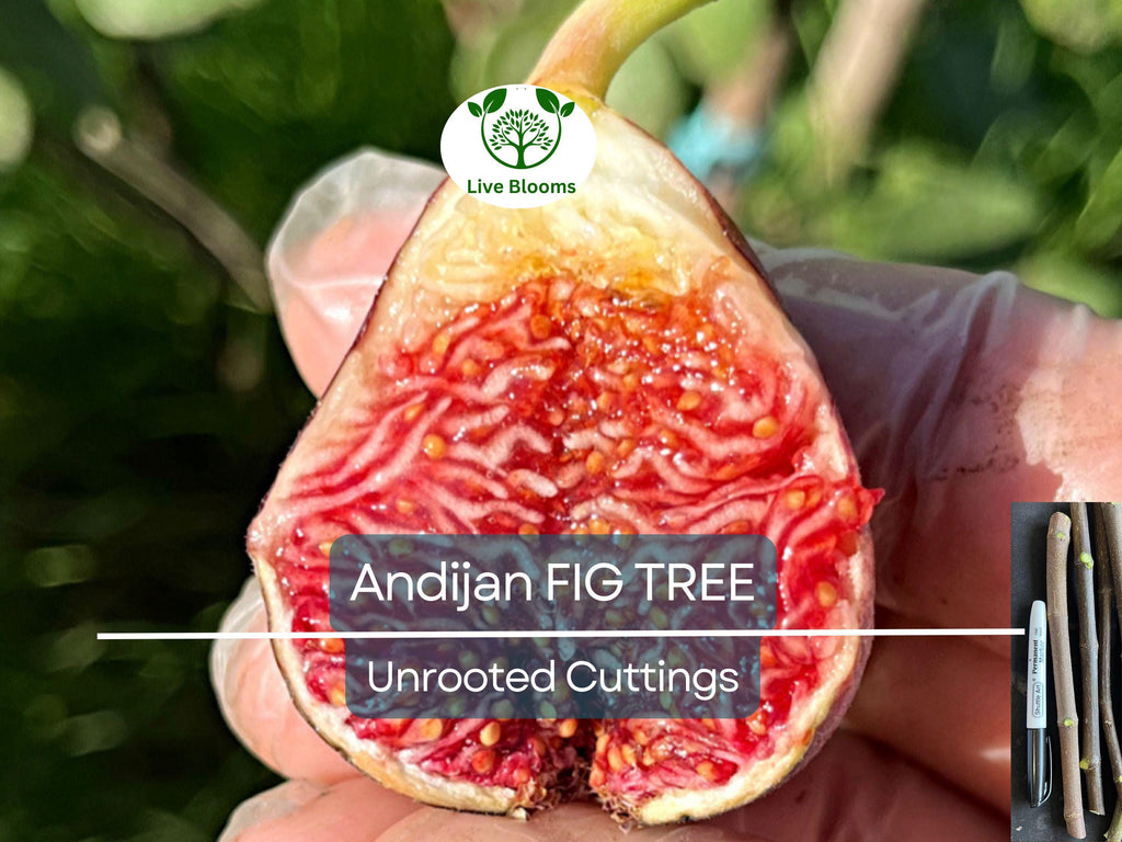 3 Fig Trees “Andijan” Rare Unrooted Cuttings - Ficus Carica, Sweet & Delicious, Ideal for Rooting, Grafting, Hardy Fruit Tree, Organic
