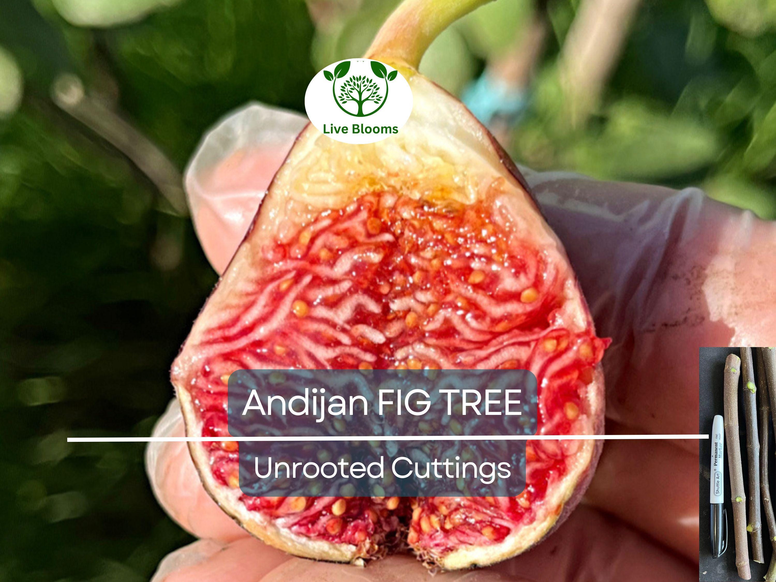 3 Fig Trees “Andijan” Rare Unrooted Cuttings - Ficus Carica, Sweet & Delicious, Ideal for Rooting, Grafting, Hardy Fruit Tree, Organic
