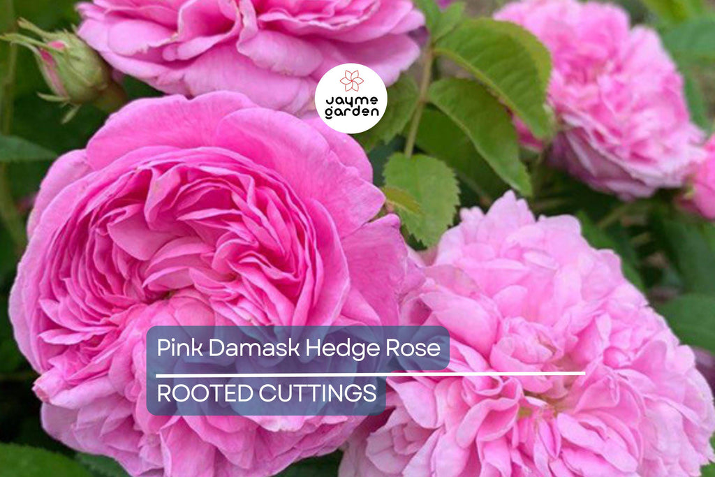 Pink Damask Hedge Rose in 4" Planter - Well Rooted, Fragrant Pink Blooms, Spring & Summer