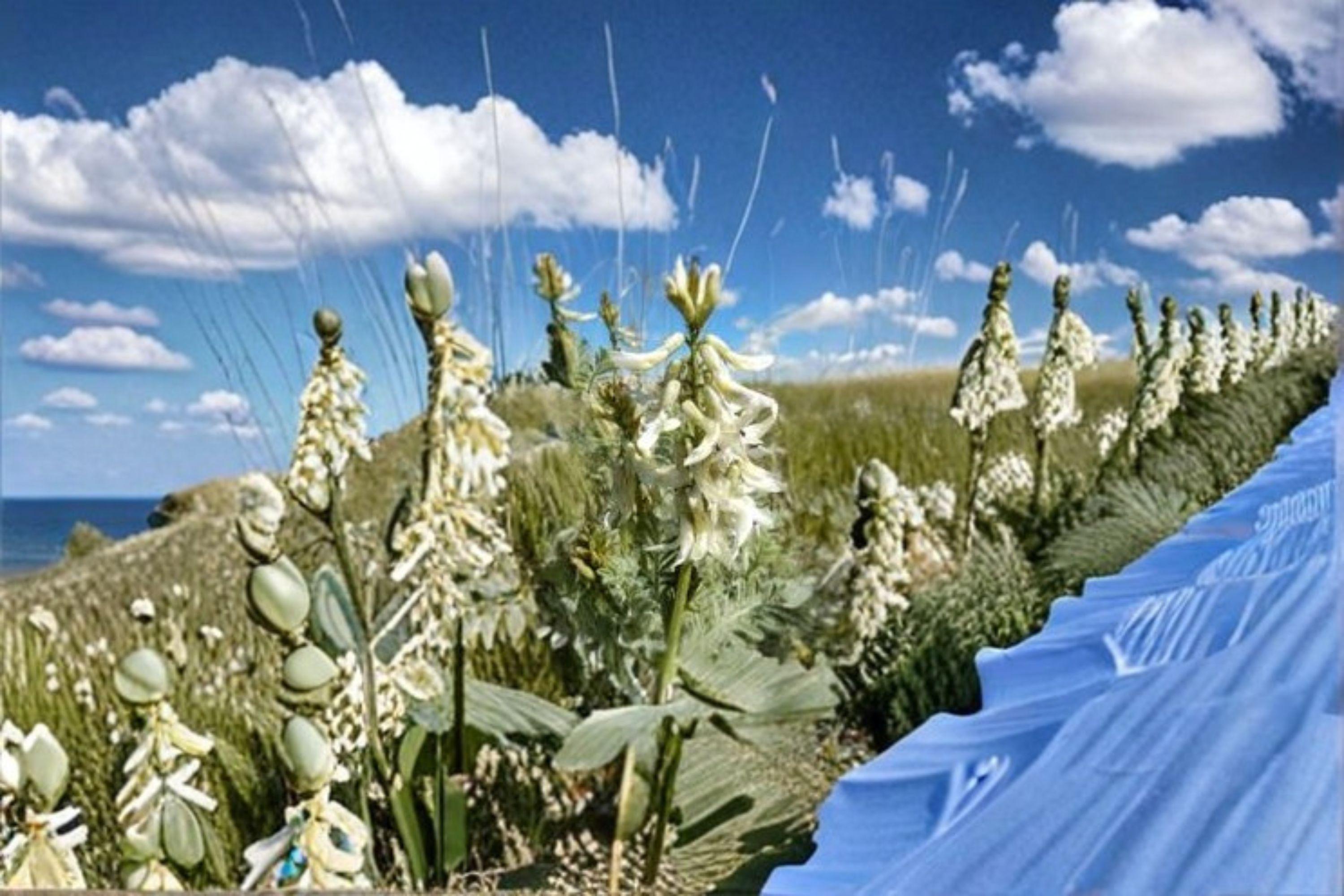 Astragalus drummondii/Woolly Milkvetch – 30 Seeds | Native Prairie Perennial | Nitrogen-Fixing Legume | Pollinator Plant