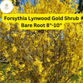 1 Forsythia x intermedia Lynwood Gold Shrub - Live Bare Root Plant 8"-10" for Zones 4-9