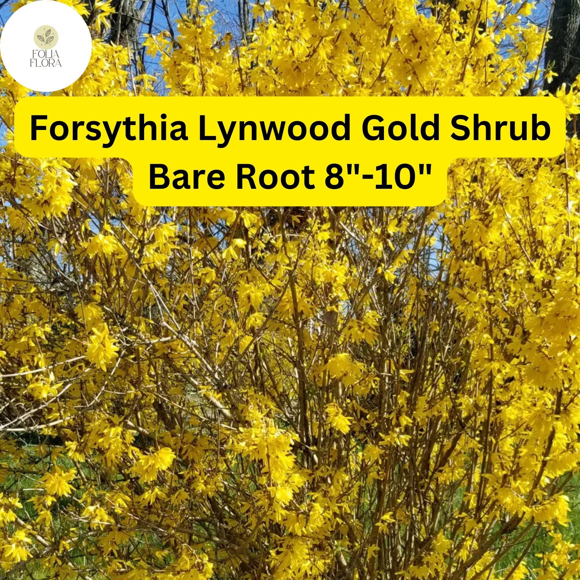 1 Forsythia x intermedia Lynwood Gold Shrub - Live Bare Root Plant 8"-10" for Zones 4-9