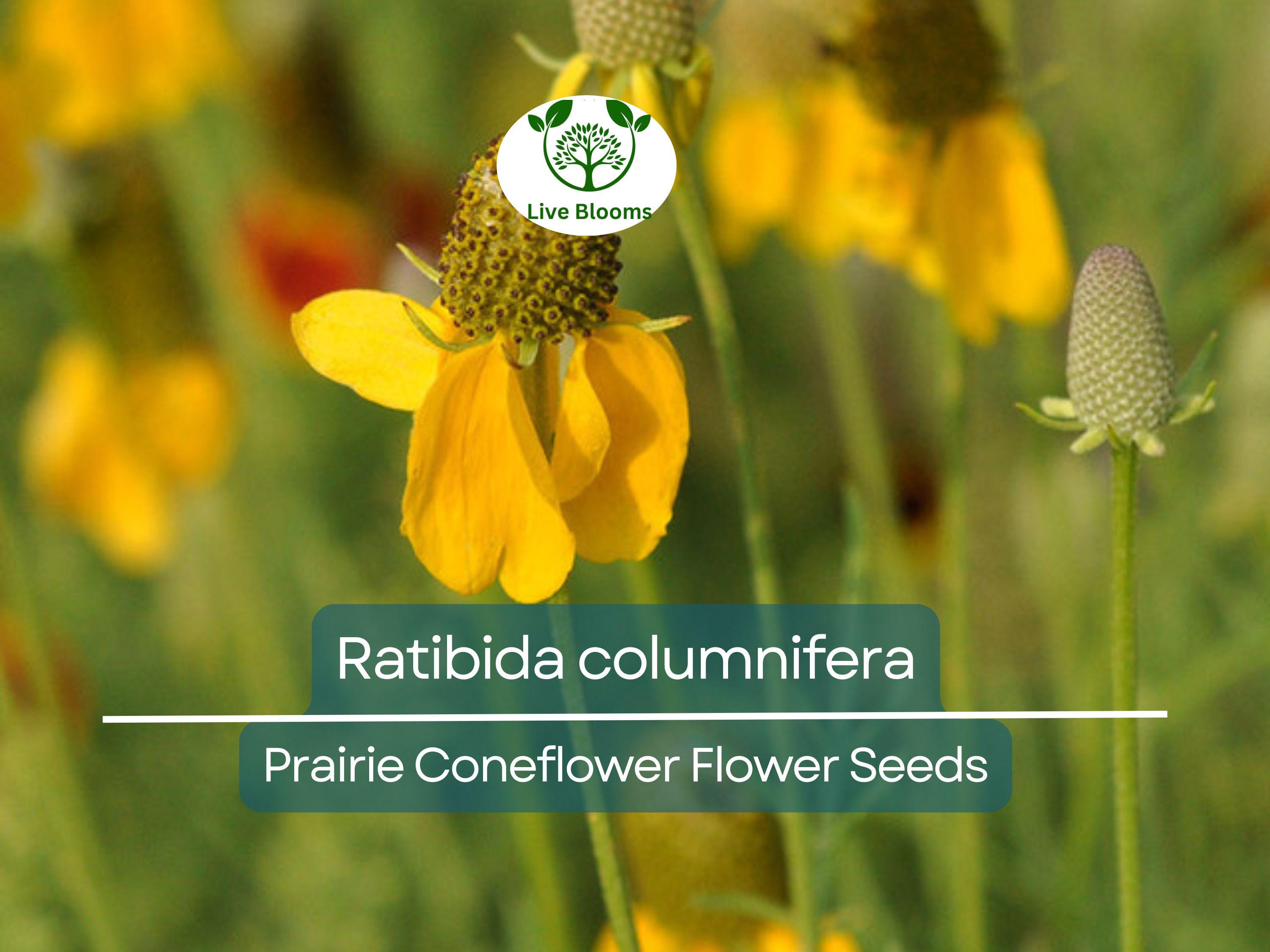 150 Seeds Prairie Coneflower (Ratibida columnifera) for Planting | Native Wildflower for Meadows, Pollinator Gardens & Landscapes