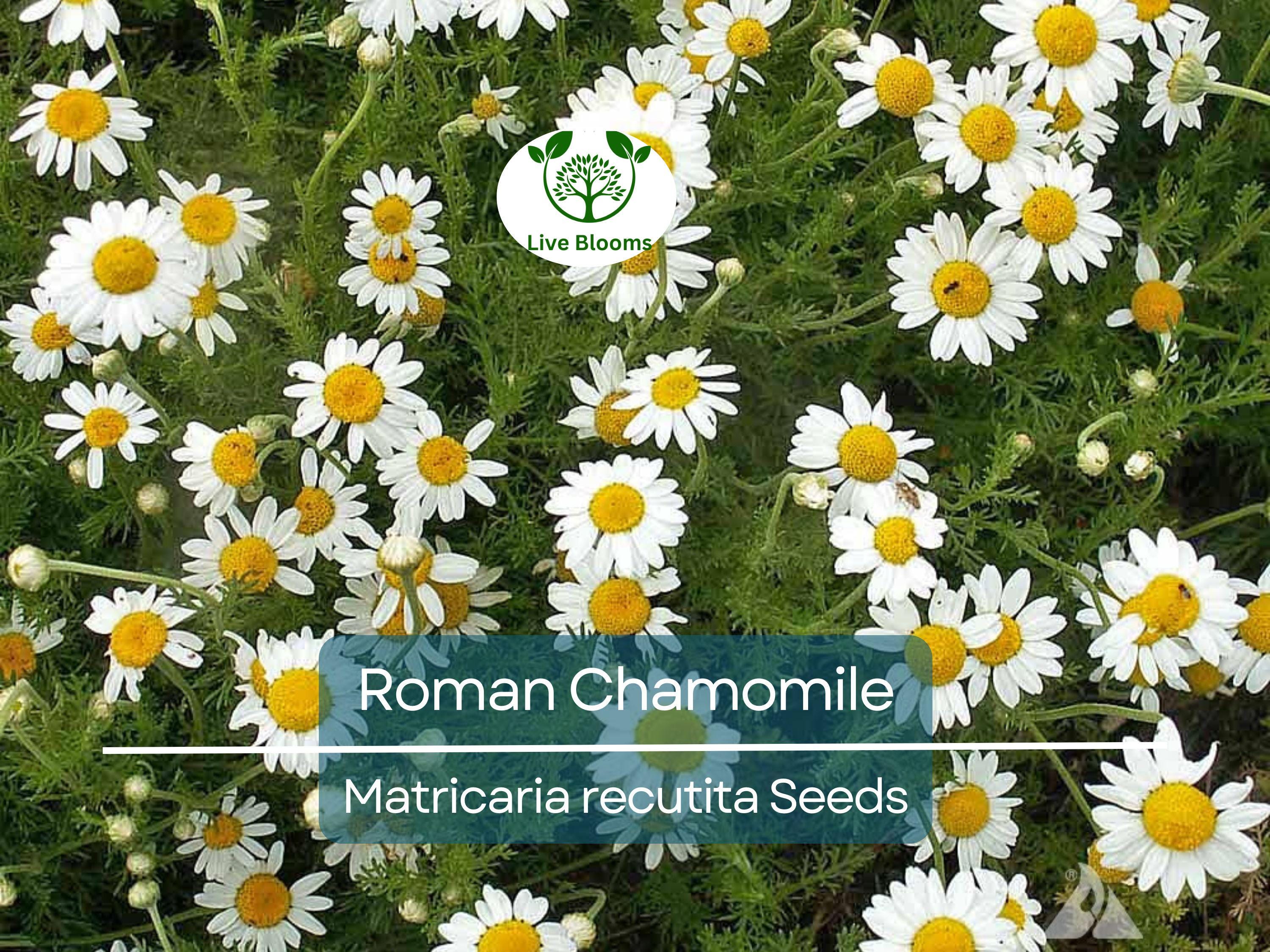 500 Seeds Herb Roman Chamomile, Heirloom, Fragrant Perennial, Non-GMO, Matricaria recutita, Tea, Garden, Aromatic