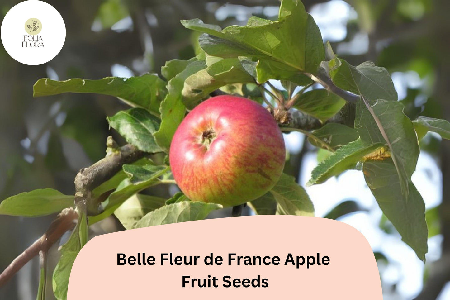 25+ Belle Fleur de France Apple Seeds for Planting | Heirloom French Apple Tree | Sweet Tart Fruit
