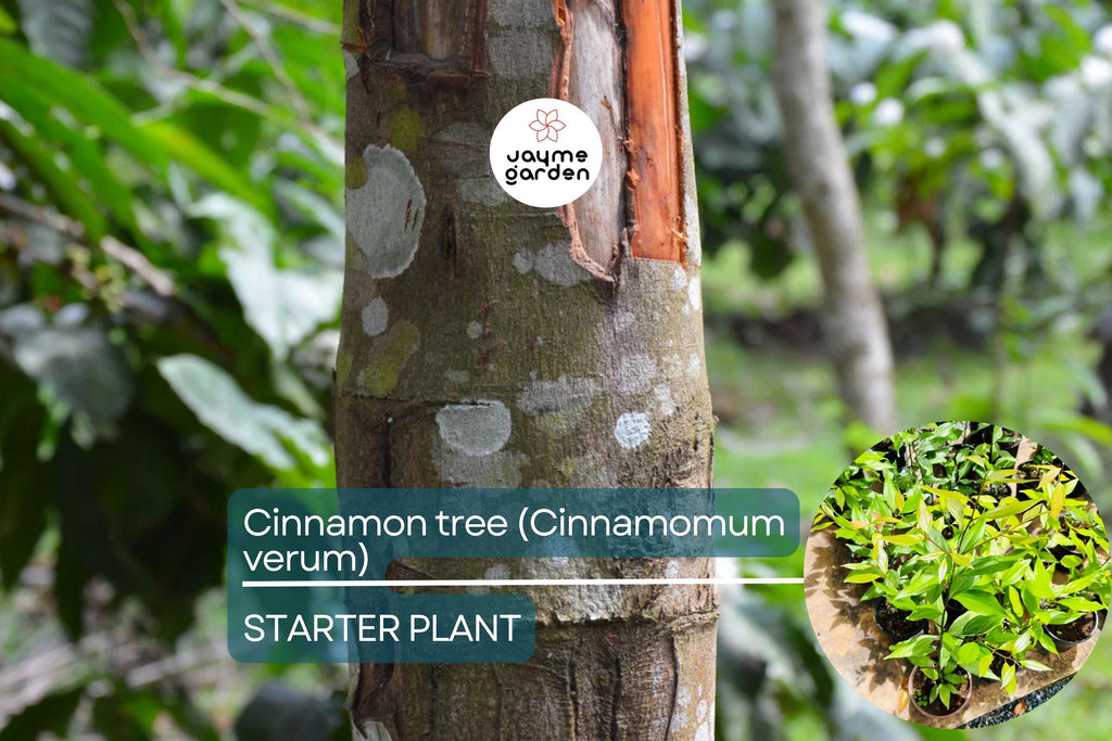 1 Cinnamon Tree - Live Cinnamomum verum Plant 12”-24” Tall | Aromatic & Culinary | Grow Your Own Spice | Tropical Starter Plant