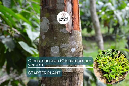 1 Cinnamon Tree - Live Cinnamomum verum Plant 12”-24” Tall | Aromatic & Culinary | Grow Your Own Spice | Tropical Starter Plant